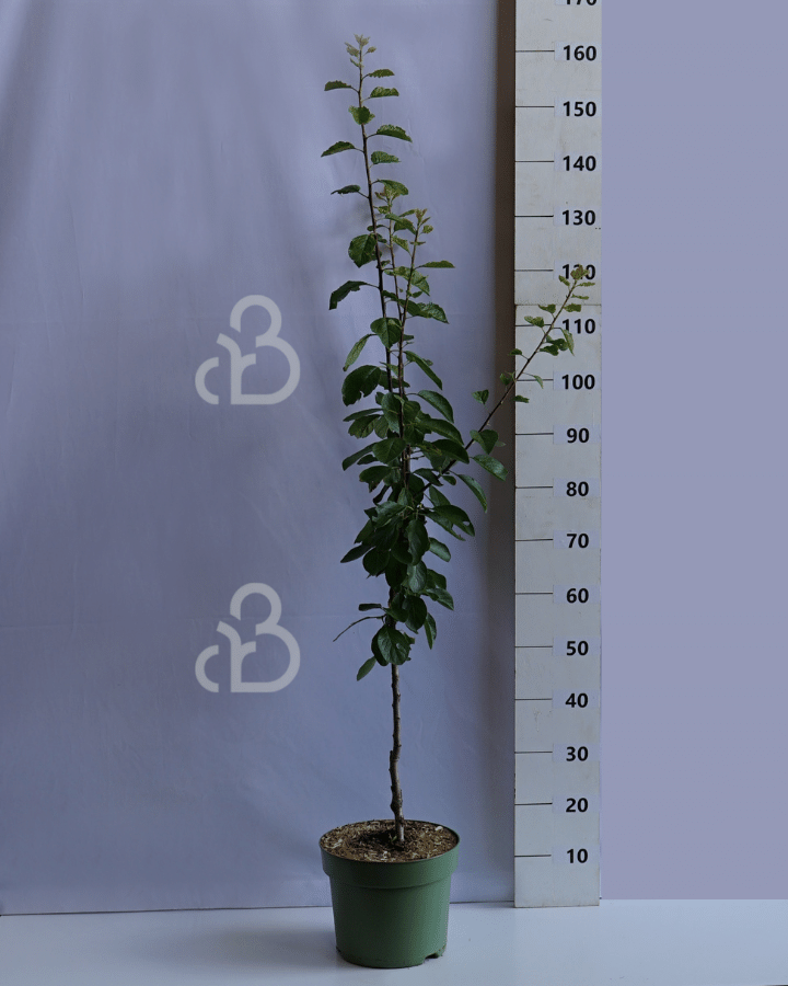 Prunus d. 'Ontario' | Pruimenboom