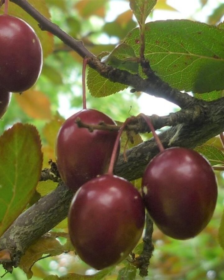 Prunus d. 'Kroos Pearl Beauty' | Pruimenboom