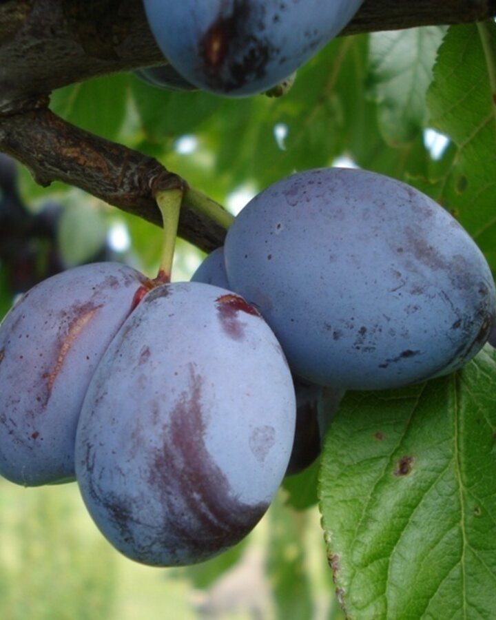 Prunus d. 'Italiaanse Kwets' | Pruimenboom