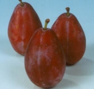 Prunus d. 'Hongaarse Kwets' | Pruimenboom