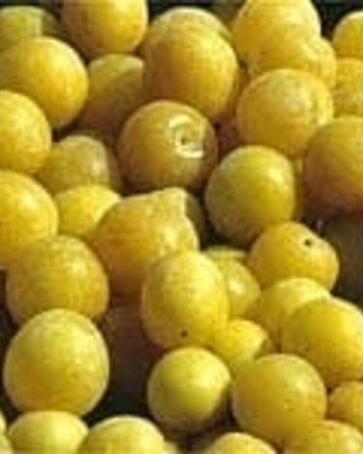 Prunus dom. insititia 'Gele Kroos' | Pruimenboom
