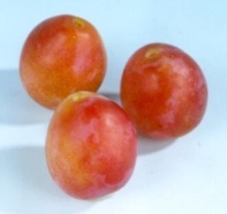 Prunus d. 'Early Laxton' | Pruimenboom