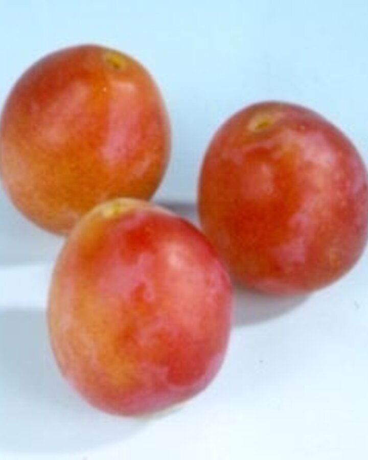 Prunus d. 'Early Laxton' | Pruimenboom
