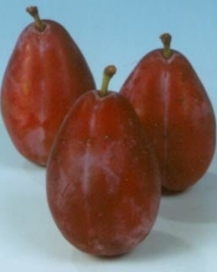 Prunus d. 'Damson' | Pruimenboom
