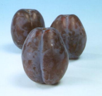 Prunus d. 'Bluefre' | Pruimenboom