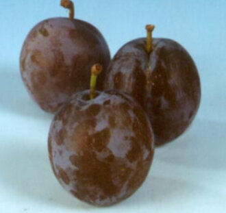 Prunus d. 'Bleue de Belgique' | Pruimenboom