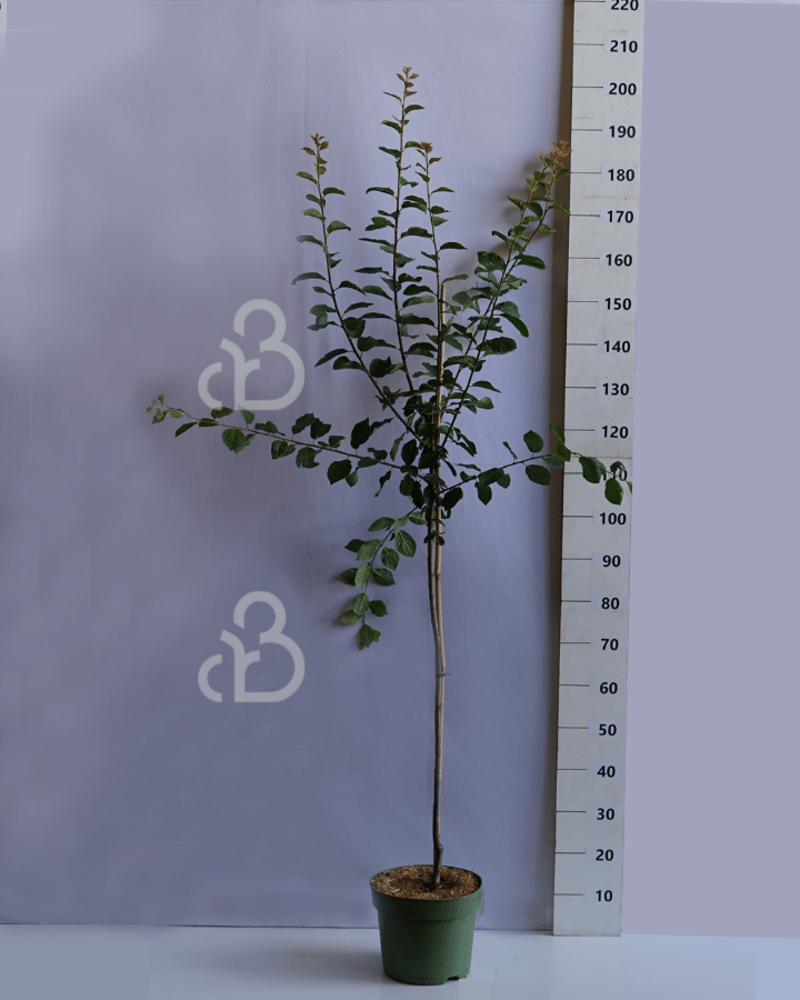 Prunus d. 'Belle de Louvain' | Pruimenboom