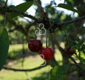 Prunus a. 'Octavia' | Kersenboom