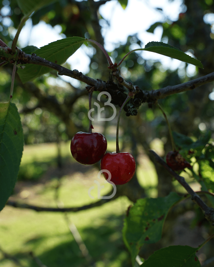 Prunus a. 'Octavia' | Kersenboom