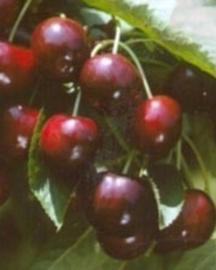 Prunus a. 'Mierlose Zwarte' | Kersenboom