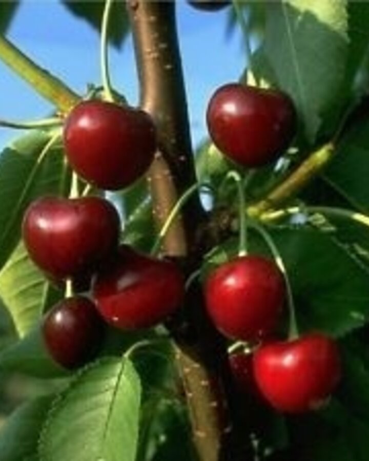 Prunus a. 'Koningskers' | Kersenboom