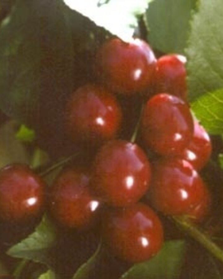 Prunus a. 'Inspecteur Loehnis' | Kersenboom