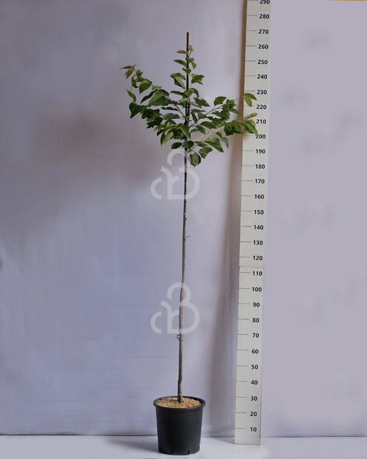 Prunus a. 'Hedelf. Riesenkirsche' | Kersenboom