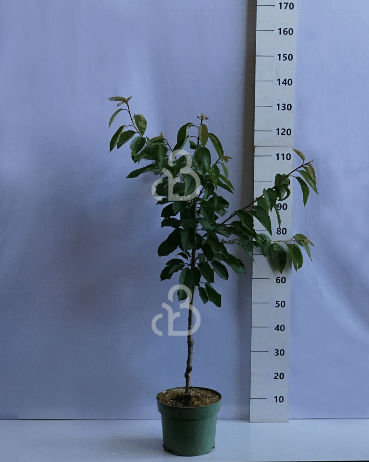 Prunus a. 'Hedelf. Riesenkirsche' | Kersenboom