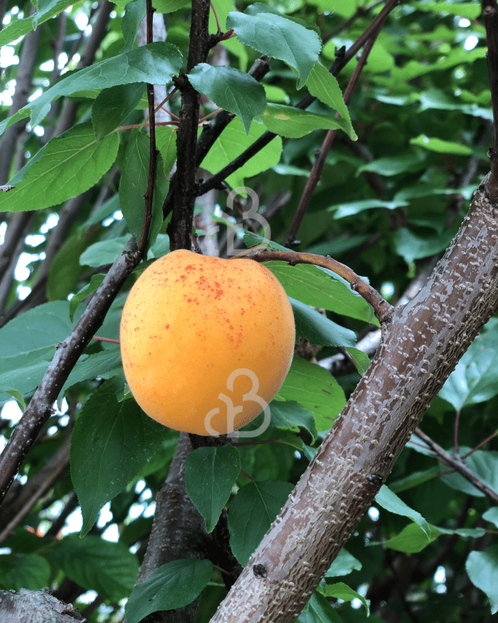 Prunus armeniaca 'Tros Oranje' | Abrikozenboom