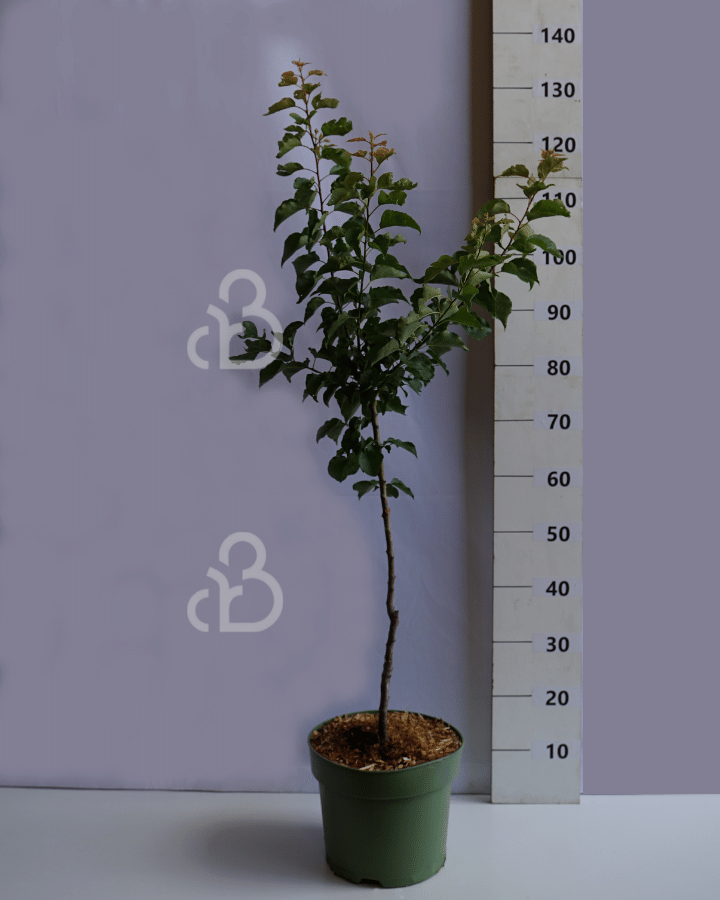 Prunus armeniaca 'Tros Oranje' | Abrikozenboom
