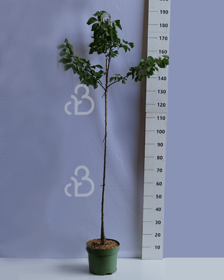 Prunus armeniaca 'Bredase' | Abrikozenboom