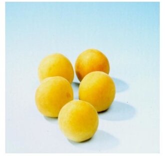 Prunus armeniaca 'Bredase' | Abrikozenboom