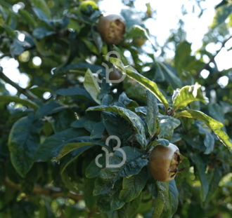 Mespilus germanica 'Westerveld' | Mispelboom