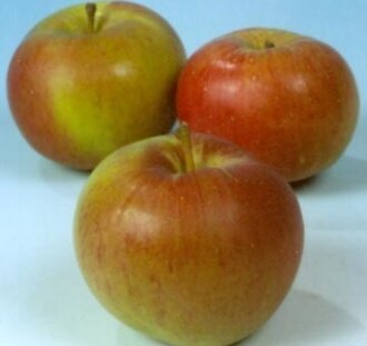 Malus d. 'Zoete Oranje' | Appelboom