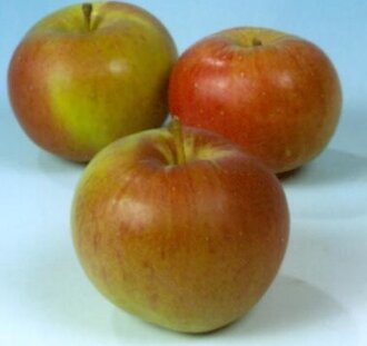 Malus d. 'Zoete Kroon' | Appelboom