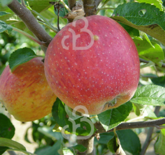 Malus d. 'Sijden Hempje' | Appelboom