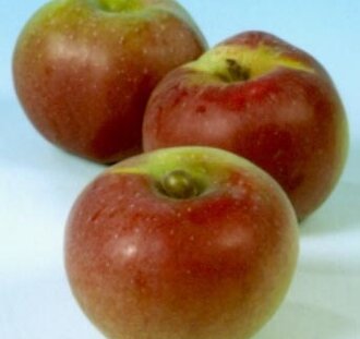 Malus d. 'Winterramboer' | Appelboom