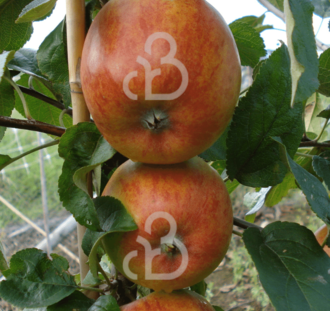 Malus d. 'Winston' | Appelboom