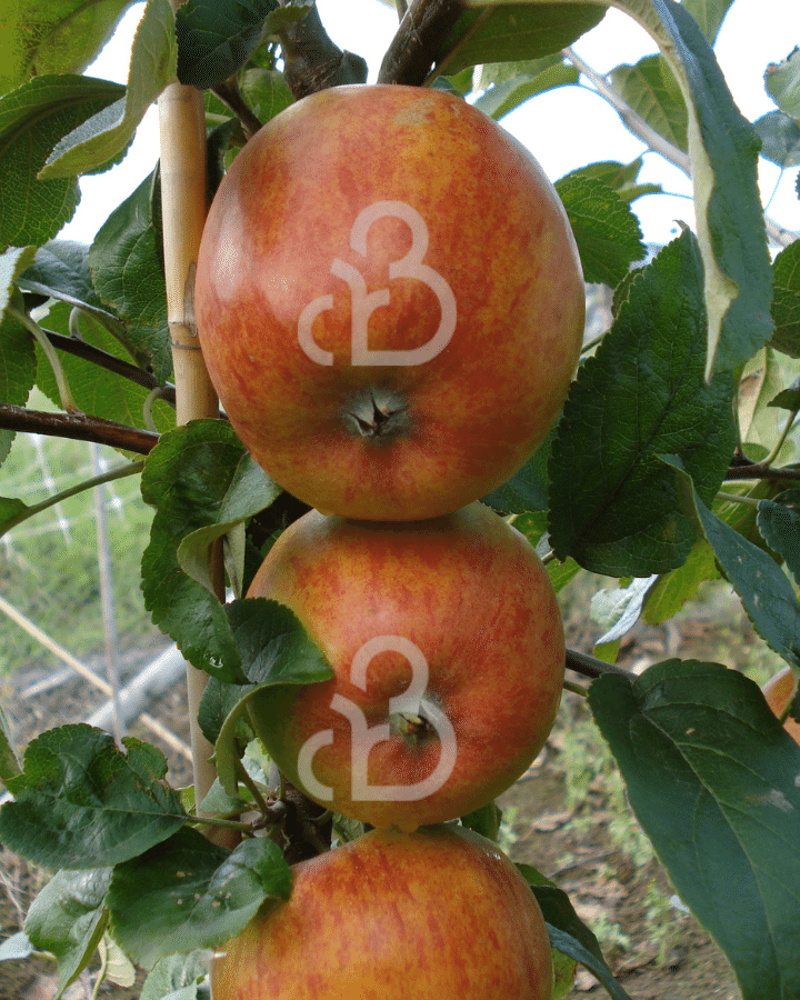 Malus d. 'Winston' | Appelboom