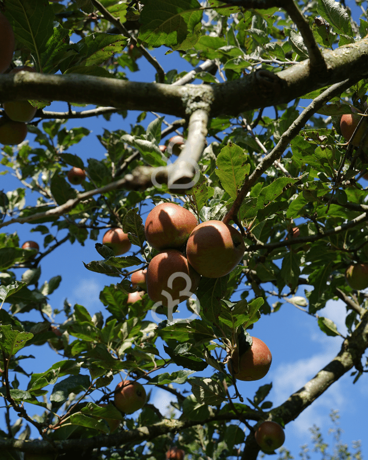 Malus d. 'Winston' | Appelboom