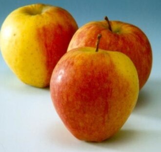 Malus d. 'Tydeman's Early' | Appelboom