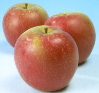 Malus d. 'Sweet Caroline' | Appelboom