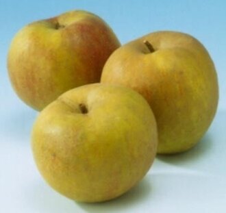 Malus d. 'Schone van Boskoop' | Appelboom