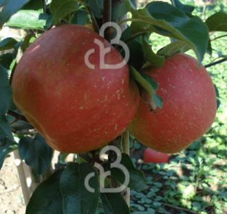 Malus d. 'Rosanna' | Appelboom