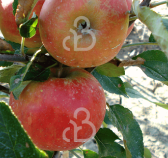 Malus d. 'Rode Jonathan' | Appelboom