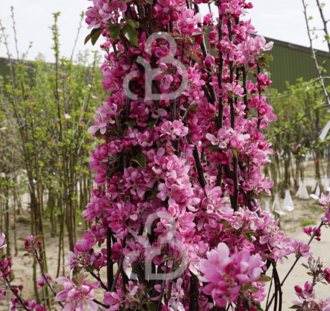 Malus d. 'Red Love' | Appelboom