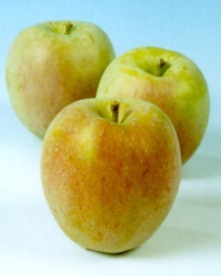 Malus d. 'Princess Noble' | Appelboom