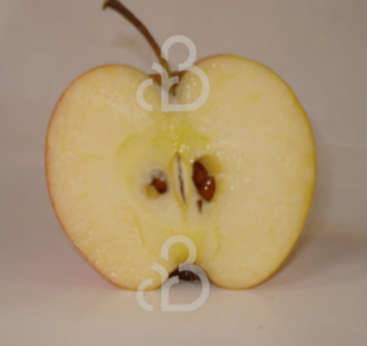 Malus d. 'Pinova' | Appelboom