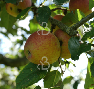 Malus d. 'Pilot' | Appelboom