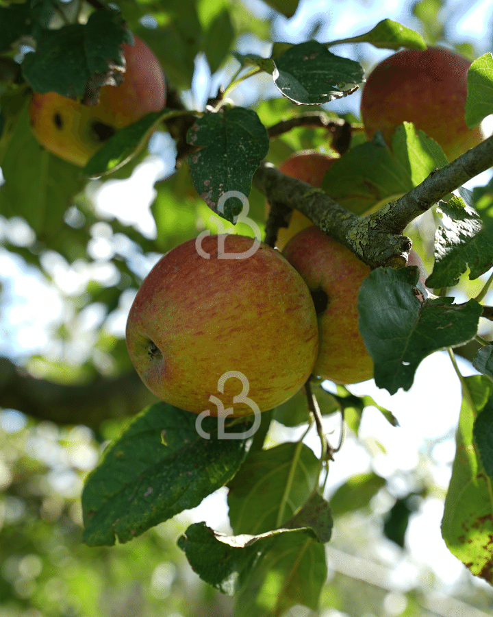 Malus d. 'Pilot' | Appelboom