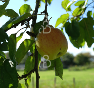 Malus d. 'Notarisappel' | Appelboom