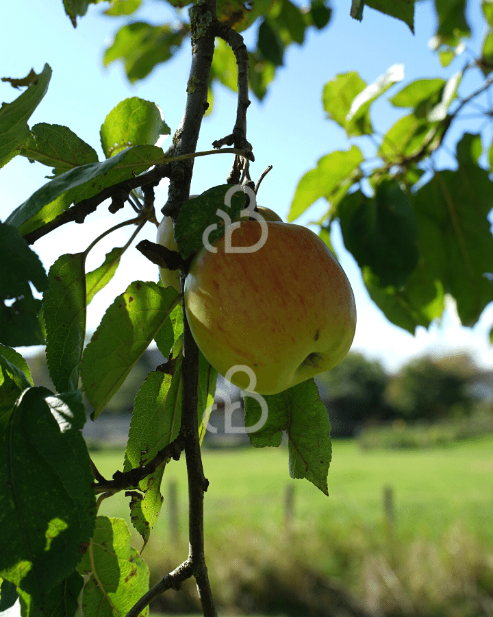 Malus d. 'Notarisappel' | Appelboom