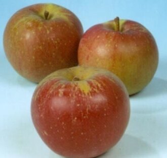 Malus d. 'Melrose' | Appelboom