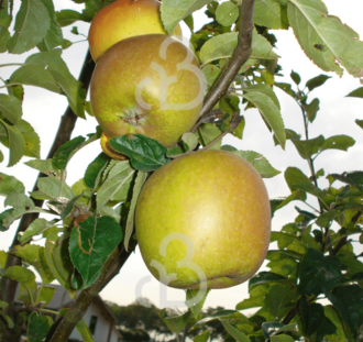 Malus d. 'Luntersche Pippeling' | Appelboom