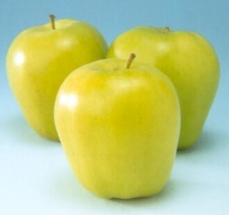 Malus d. 'Lombarts Calville' | Appelboom