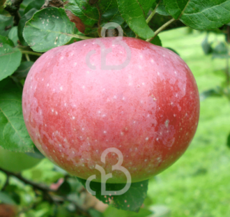 Malus d. 'Lobo' | Appelboom