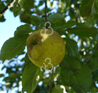 Malus d. 'Lemoen' | Appelboom
