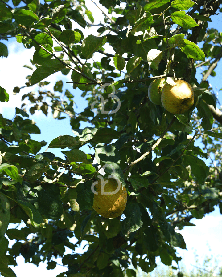 Malus d. 'Lemoen' | Appelboom