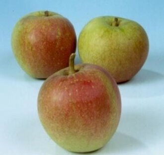 Malus d. 'Laxton's Superb' | Appelboom