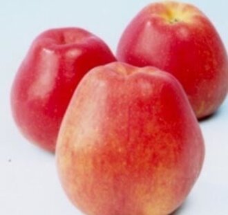 Malus d. 'Koningszuur' | Appelboom